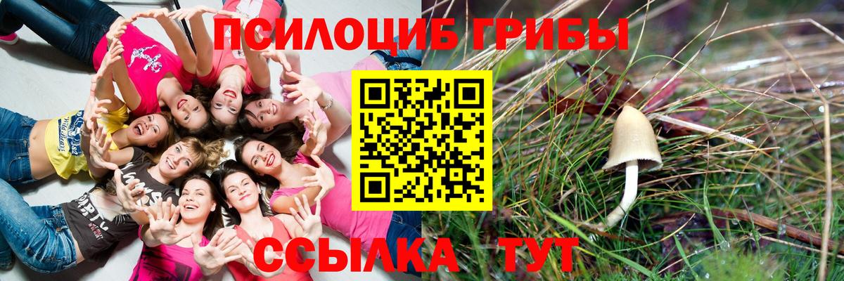 Псилоцибиновые грибы Psilocybe Конаково